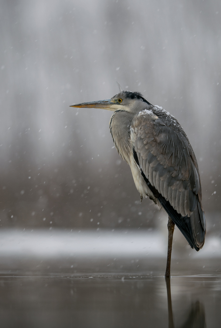 Leichter Schneefall