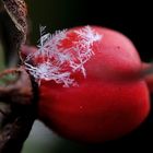 Leichter Schneefall bei plus 2 Grad