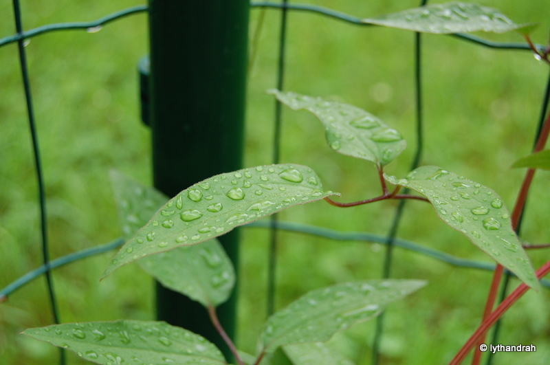 Leichter Sommerregen