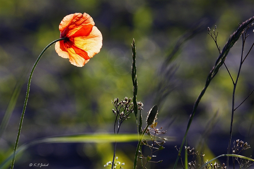 Leichter warmer Wind