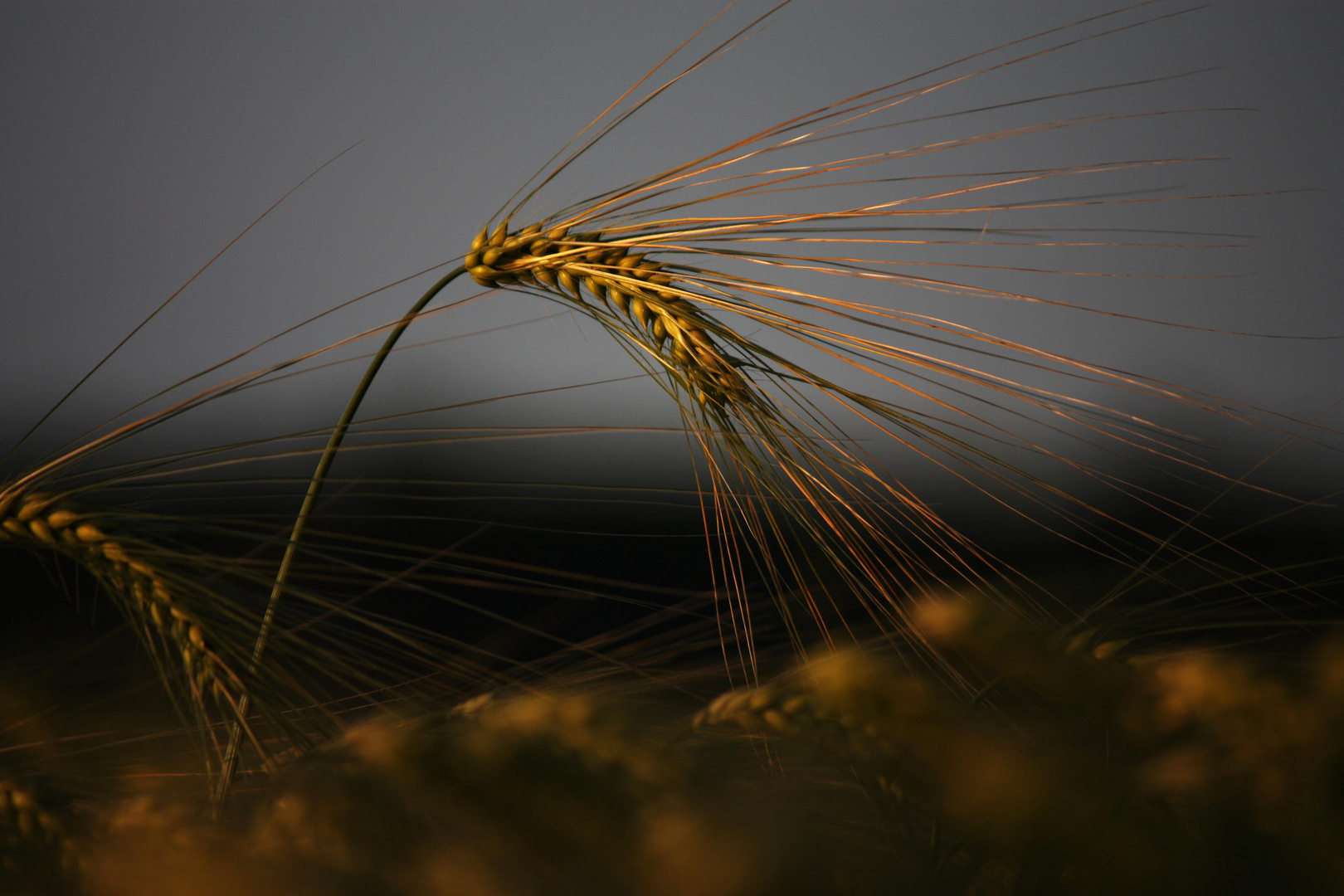 """""" leichter Wind bläst durch`s Kornfeld in der Abendsonne """"""