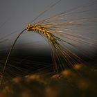 """""" leichter Wind bläst durch`s Kornfeld in der Abendsonne """"""