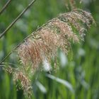 leichter Wind im Schilfgras