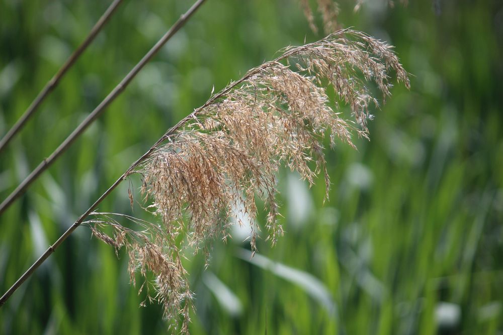 leichter Wind im Schilfgras