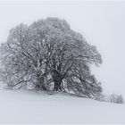 leichtes Schneetreiben