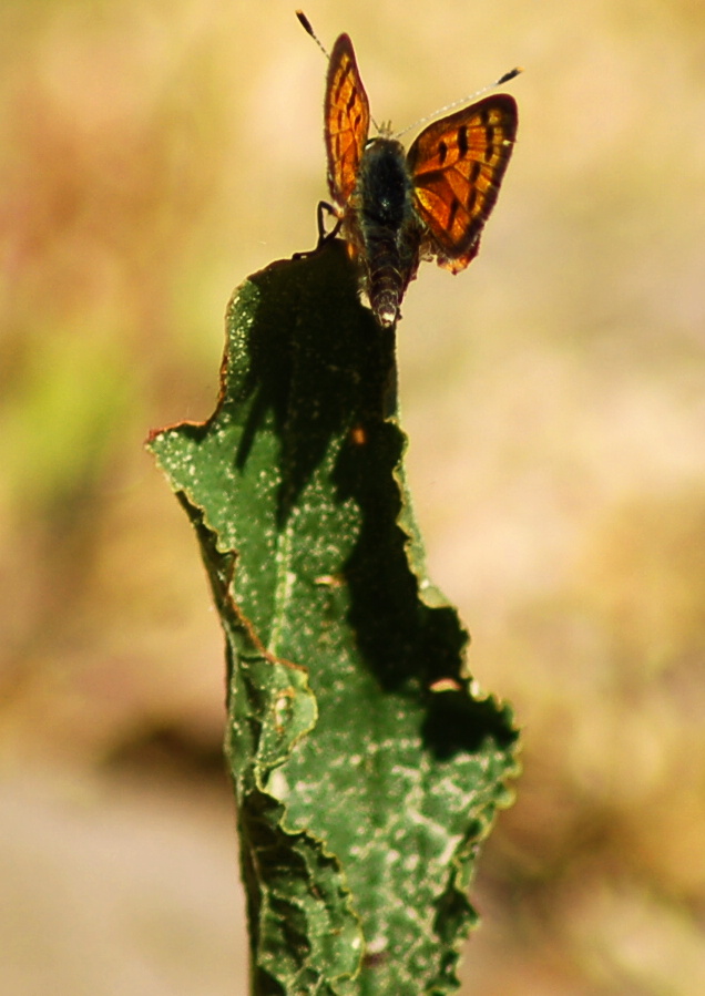 Leichtes Schweben