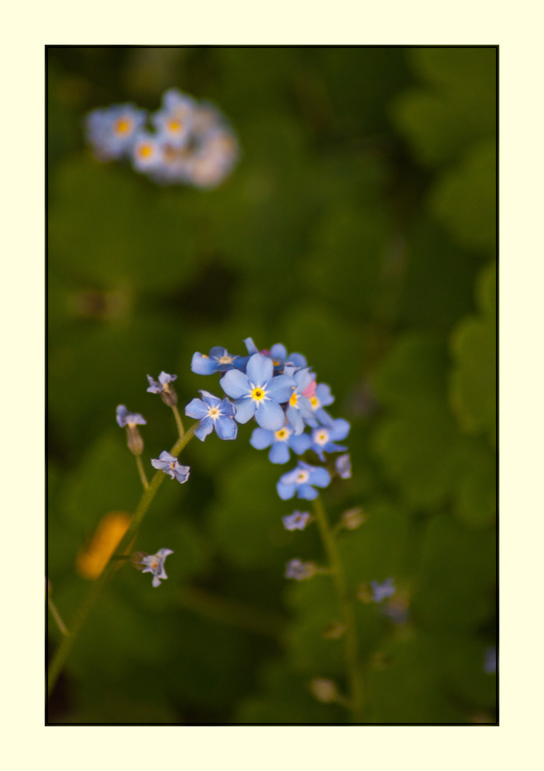 Leichtes Sommergefühl