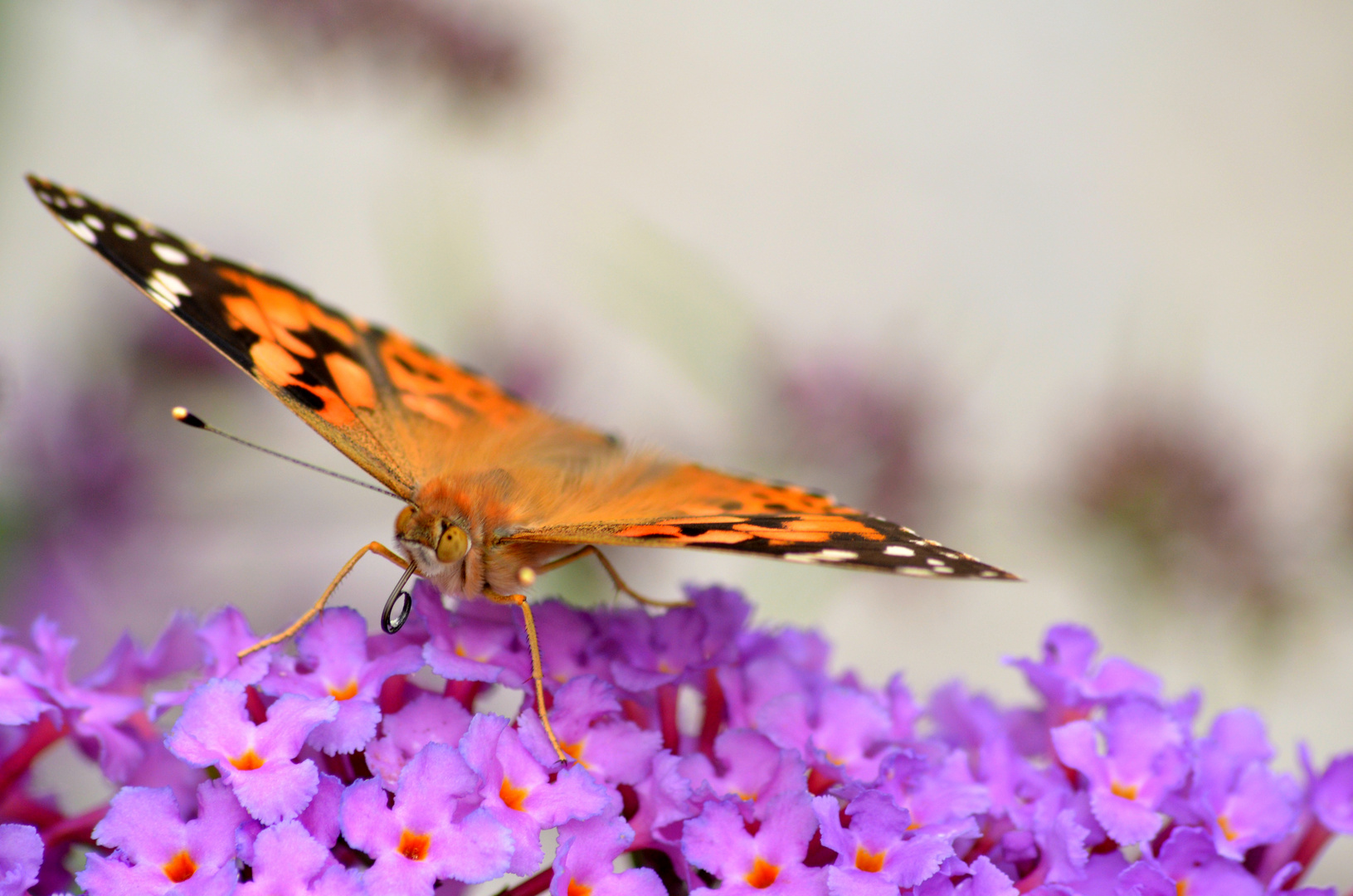 Leichtflieger