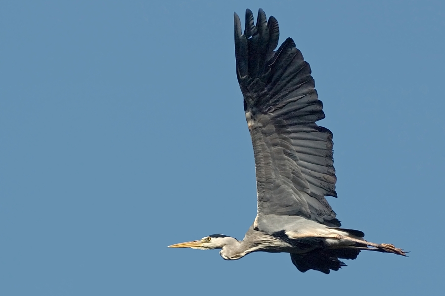 Leichtigkeit im Flug