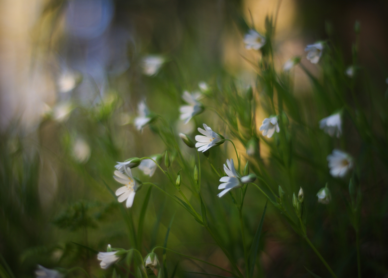 Leichtigkeit im Frühling