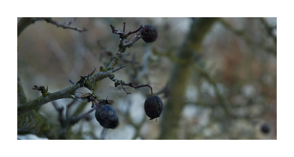 Leid ohne Lohn: Die vertrocknete Frucht am Dornenbusch