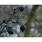 Leid ohne Lohn: Die vertrocknete Frucht am Dornenbusch