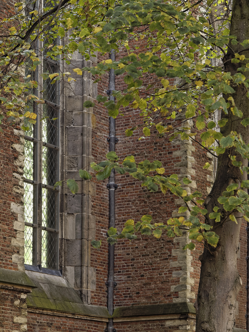 Leiden - Pieterskerk im Herbstlaub