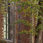 Leiden - Pieterskerk im Herbstlaub