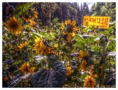 Leidende Sonnenblumen