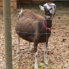 Leidende Ziege in der Gartenschau