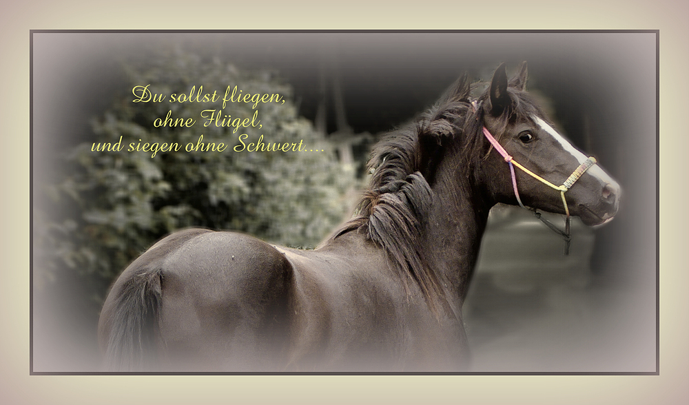 LEIDENSCHAFT Foto & Bild tiere, haustiere, pferde, esel, maultiere