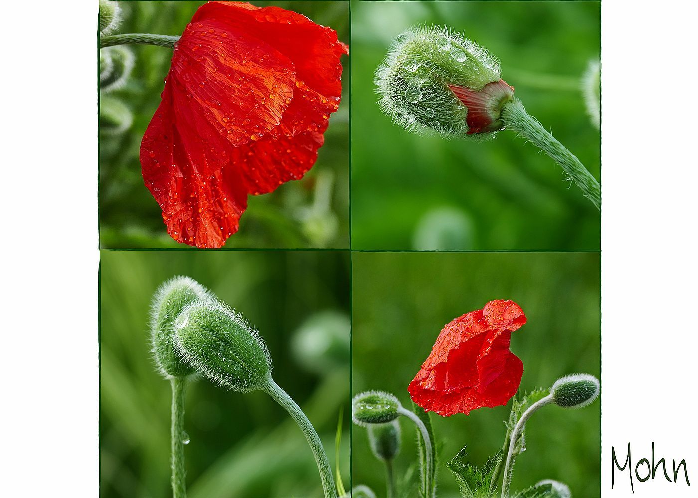 Leidenschaft - MOHN