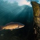 Leider darf man in Löbejün nicht mehr tauchen II