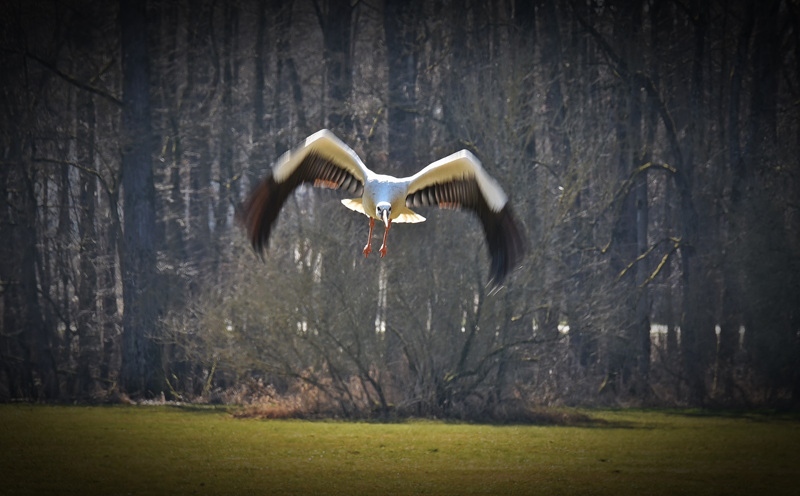 Leider die falsche Kamera! Storch im Anflug!