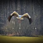 Leider die falsche Kamera! Storch im Anflug!