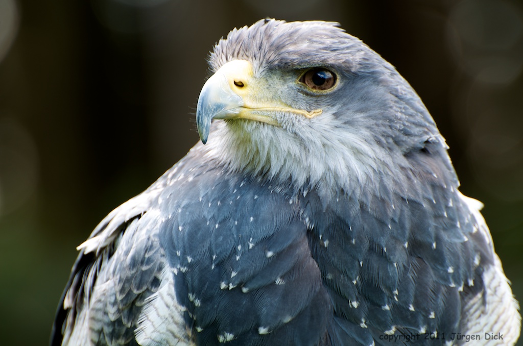 Leider ein Adler ohne Namen