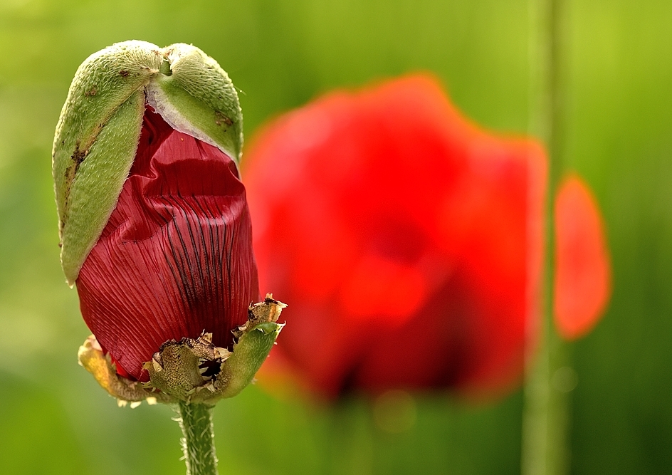 Leider geht die Zeit der Mohnblumen zu Ende.