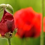 Leider geht die Zeit der Mohnblumen zu Ende.