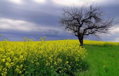 Leider immer noch Dauerregen..............