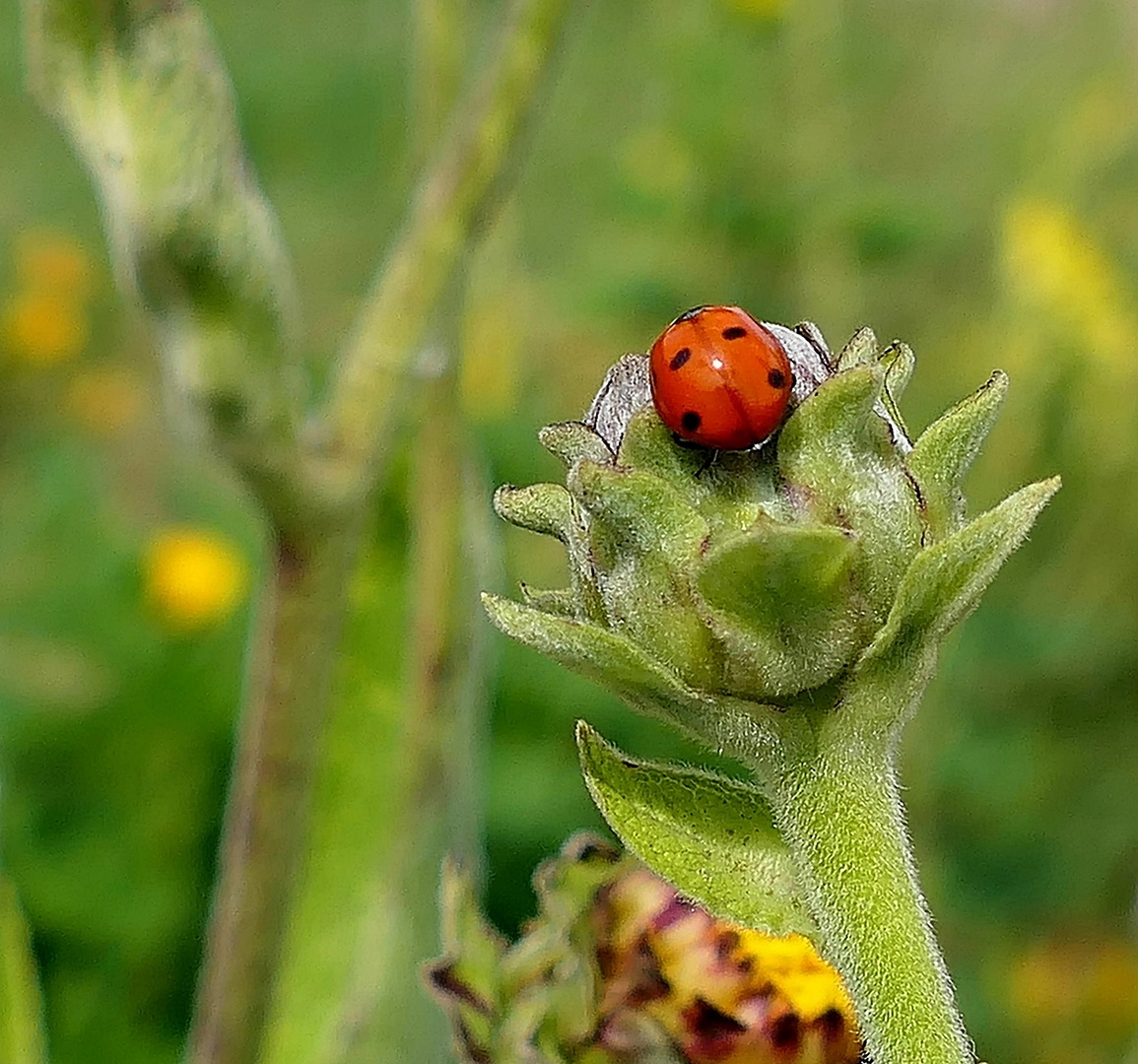 Leider ist die Knospe . . .