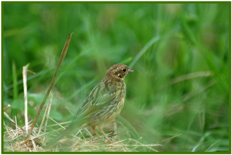 Leider ist etwas Gras vor der Goldammer...