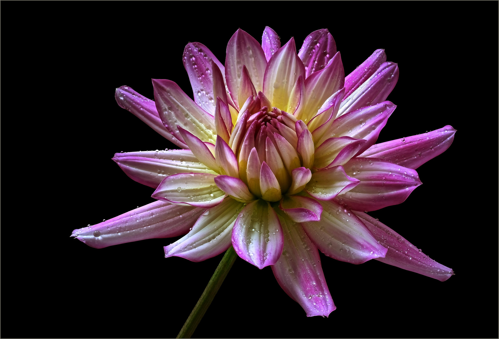 Leider ist nun auch die Zeit der schönen Dahlien vorbei - ( Stacking Bild )  