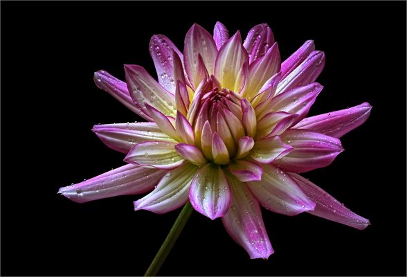 Leider ist nun auch die Zeit der schönen Dahlien vorbei - ( Stacking Bild )  