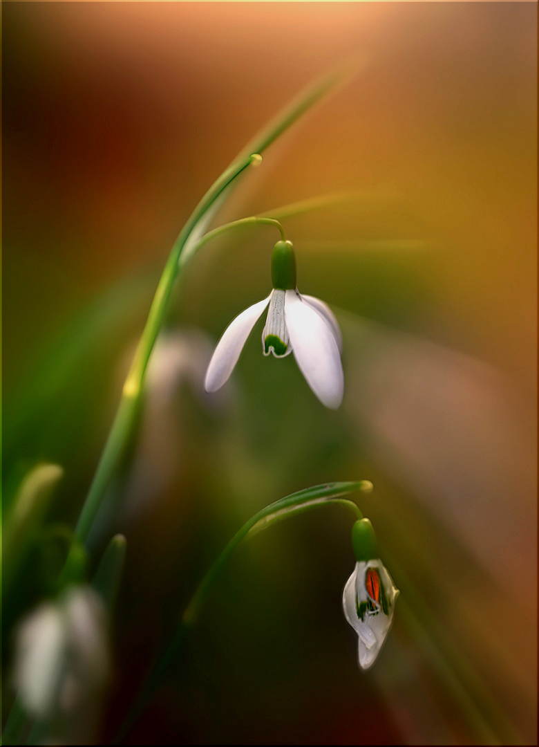 leider kann man nur mit einem schneeglöckchen den frühling einläuten ...