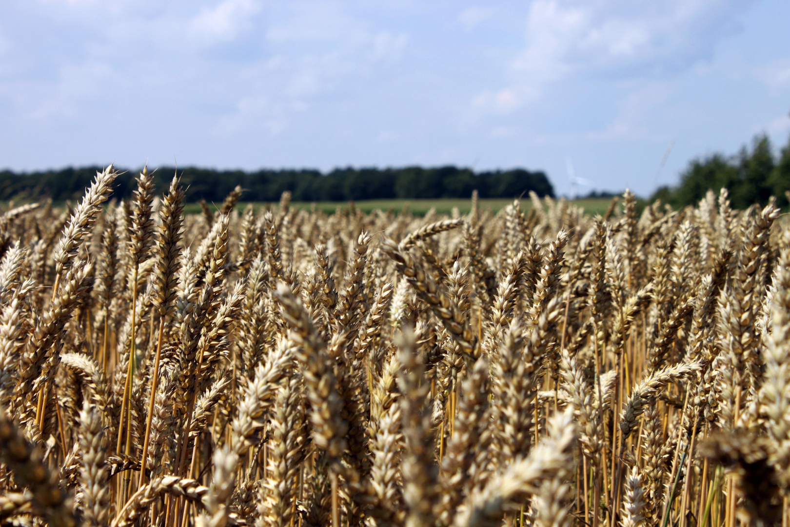 Leider kein Bett im Kornfeld