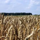 Leider kein Bett im Kornfeld