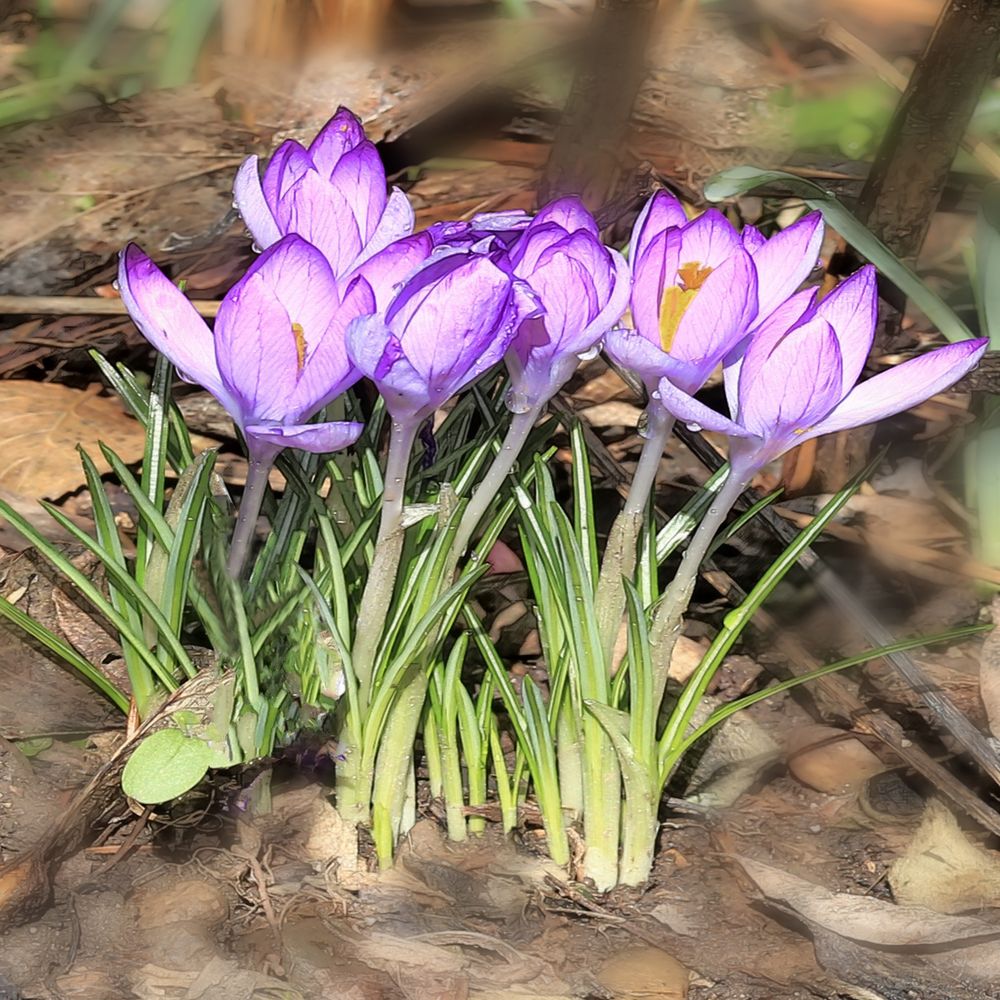 Leider kein Frühling in Aussicht