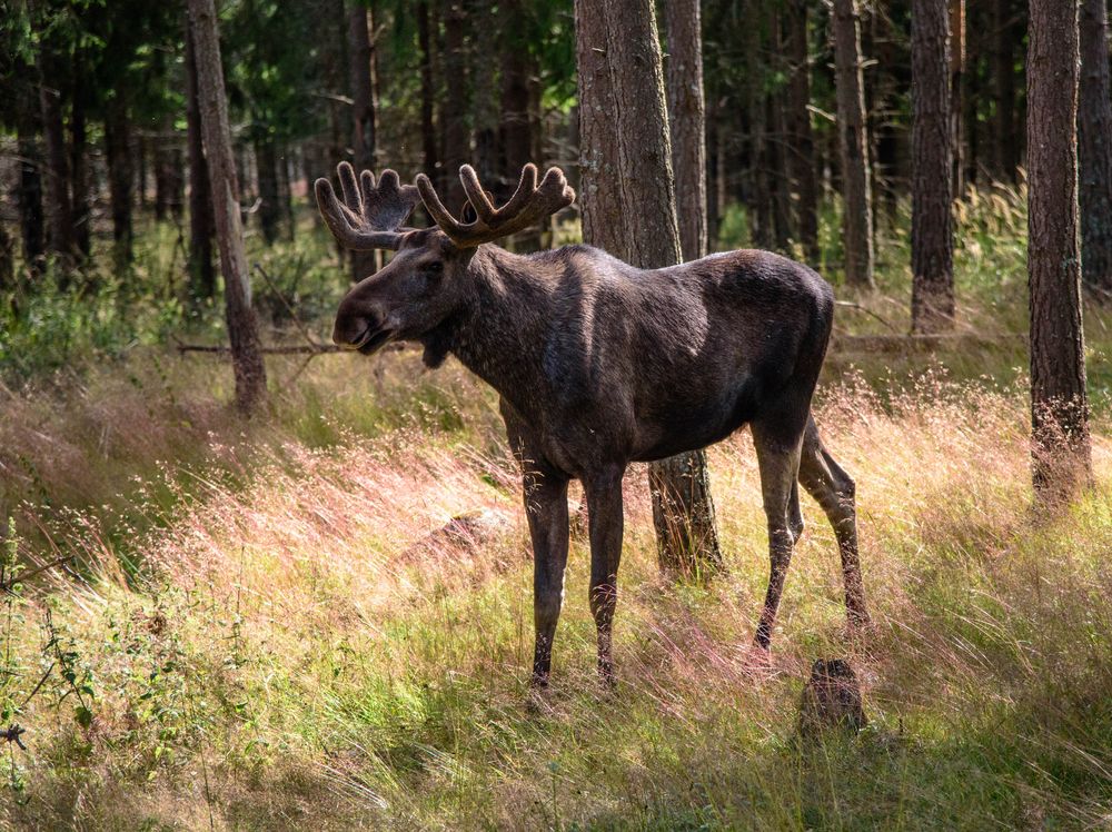 Leider nicht in freier Wildbahn aufgenommen