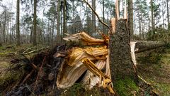 leider nicht mein baum