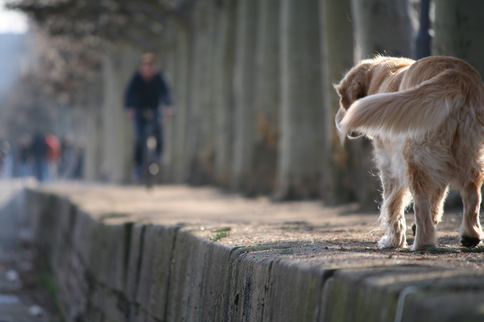 leider nicht mein hund