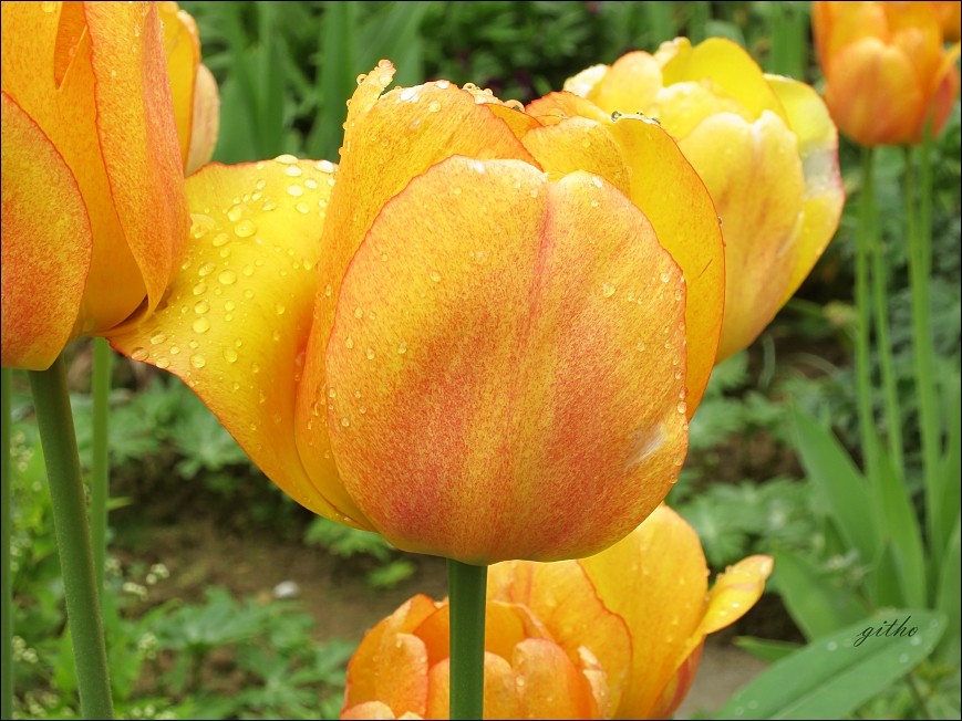 Leider nicht meine Tulpen