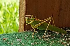 "Leider nur Dokumaterial"