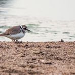 "LEIDER NUR DOKUMATERIAL" - der Sandregenpfeifer