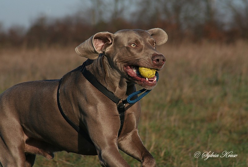 Leider nur ein halber Hund - aber ich finde den Rest trotzdem sehenswert