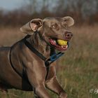 Leider nur ein halber Hund - aber ich finde den Rest trotzdem sehenswert