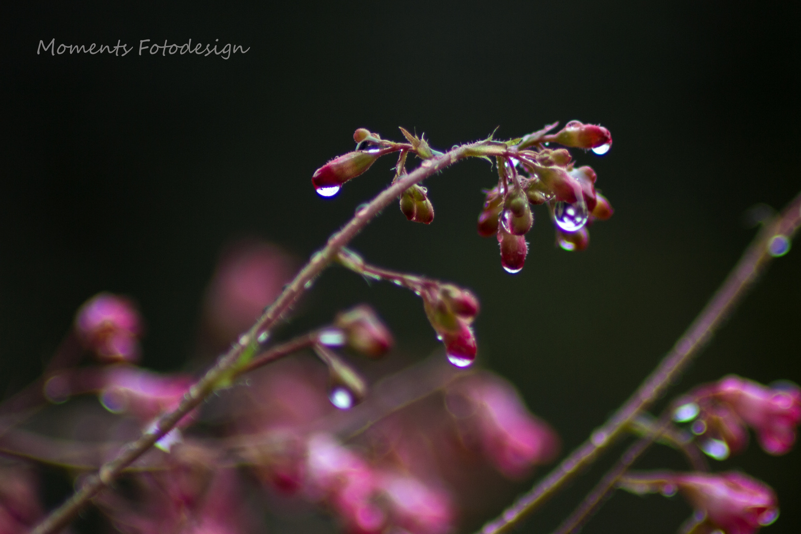 Leider nur ein Regenfoto