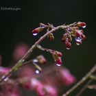 Leider nur ein Regenfoto