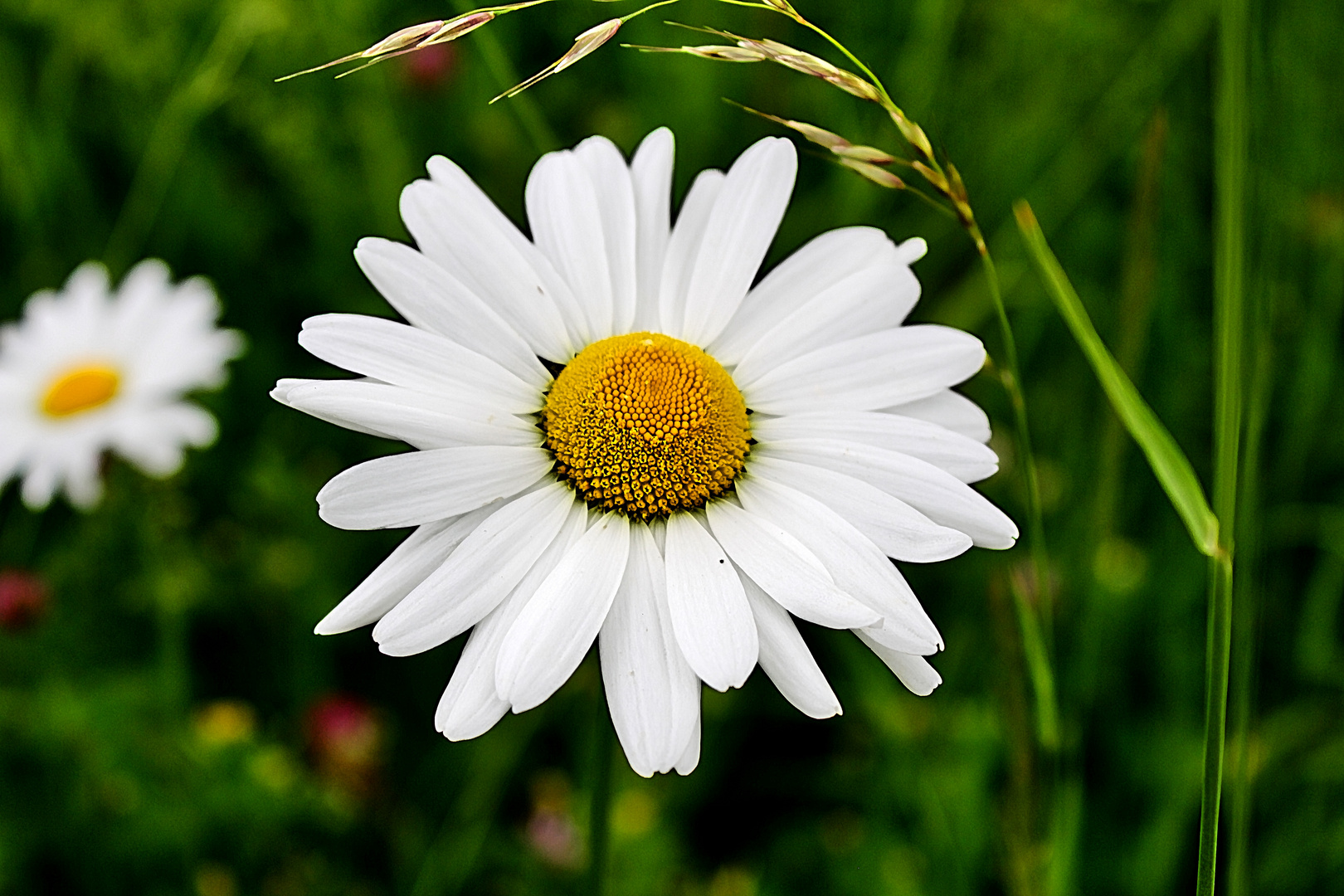 leider nur eine Margerite