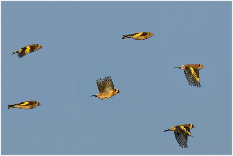 Leider nur im Flug...