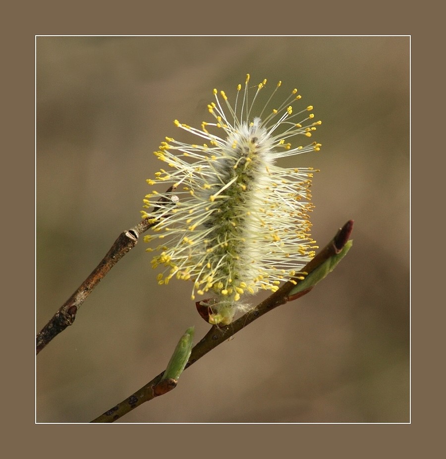 Leider ohne Bienchen...